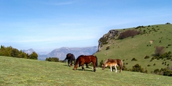 Chevaux